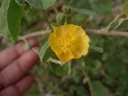 Image result for Abutilon sonneratianum
