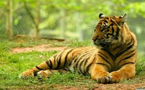 75 Wildlife Desktop Backgrounds On Wallpapersafari Discover the ultimate collection of the top nature wallpapers and photos available for download for free. 75 wildlife desktop backgrounds on