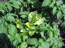 Image result for Alfalfa mosaic virus