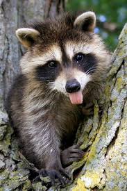 The gestation period is 63 days. Ooh Cheeky Thing Cute Baby Animals Cute Animals Baby Raccoon