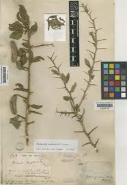 Image result for Balanitaceae