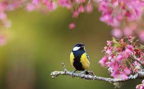 Maybe you would like to learn more about one of these? Birds And Flowers Desktop Wallpapers Top Free Birds And Flowers Desktop Backgrounds Wallpaperaccess