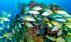 Common Reef Fish Of The Caribbean Tropixtraveler