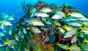 common reef fish of the caribbean tropixtraveler