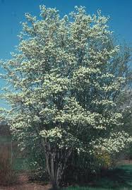 Image result for Amelanchier laevis