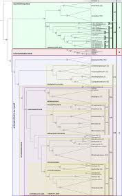 Image result for Tridactyle scottellii