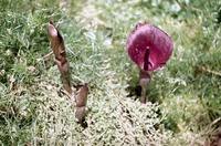 Image result for Amorphophallus abyssinicus
