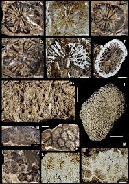 Image result for Exotheca