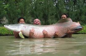 Back in the day, fernandina beach was famous for its goliath grouper fishery. Pin On Amazing