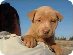 Pictures of puppies a labrador retriever for adoption in wilmington, nc who needs a loving home. Wilmington Nc Labrador Retriever Meet Puppies A Pet For Adoption