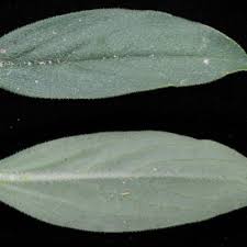 Image result for Spermacoce senensis