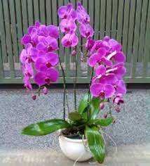 Jenis jenis anggrek untuk tanaman hias rumah minimalis berikutnya adalah anggrek oncidium. Budidaya Tanaman Hias Anggrek Bulan Bibit Online