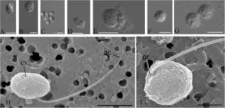 Profil perseroan pt aqua golden mississippi tbk jl. Insights Into The Origin Of Metazoan Multicellularity From Predatory Unicellular Relatives Of Animals Bmc Biology Full Text