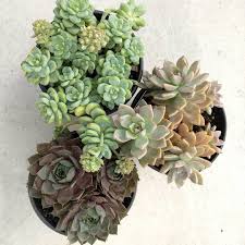 Creed white flowers (les royales exclusives) for woman. Colorful Succulents On Instagram All For A Total Of 12 From Costco Go Get Yours Before They Etiola Succulents Colorful Succulents Water Wise Landscaping