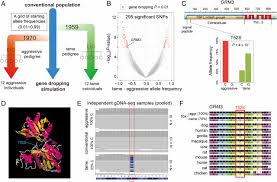 University of illinois psychologist leonard eron studied children at age eight and then again at eighteen. Genomic Responses To Selection For Tame Aggressive Behaviors In The Silver Fox Vulpes Vulpes Pnas
