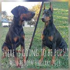 If you search for doberman breeders florida you will find new england dobermans a european doberman breeder in ma, call to learn about our doberman puppies. View Ad Doberman Pinscher Puppy For Sale Near Florida De Elitehaus European Doberman Pinschers Dog Training Doberman Pinscher Puppy Doberman Doberman Pinscher