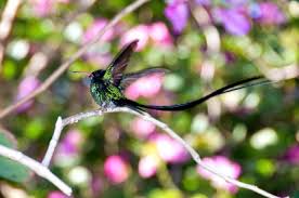 Check spelling or type a new query. Hummingbirds Jamaica S National Bird