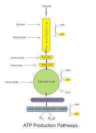 How do animals use glucose. Nutrition And Energy Production Boundless Biology