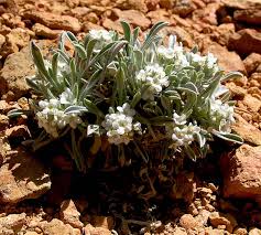 Image result for Indigofera cryptantha