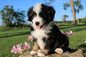Our bernedoodle puppies for sale make an excellent companion and. Mini Bernedoodle Male Illinois