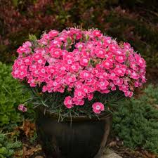 Image result for Dianthus