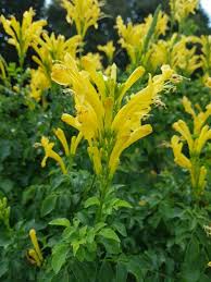 Image result for Tecomaria capensis