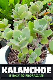 How To Propagate Kalanchoe Plenty Of Petals Epic Gardening In 2020 Garden Plant Stand Kalanchoe Flowers Planting Succulents