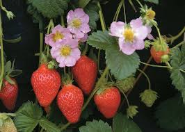 Learn how to grow strawberry plants from the seeds of the fruit. How To Grow Strawberries Thompson Morgan