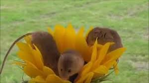 Check spelling or type a new query. 3 Harvest Mice On A Sunflower Youtube