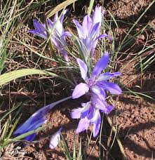 Image result for Babiana bainesii