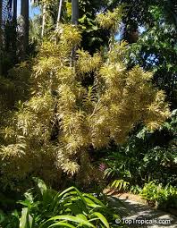 Image result for Dracaena camerooniana