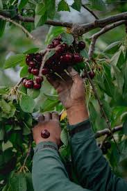 Cherry, any of various tree s belonging to the genus prunus and their edible fruit s. The Scramble To Pluck 24 Billion Cherries In Eight Weeks The New York Times