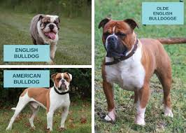 (research) have announced that a major breakthrough has been made. Olde English Bulldogge Information And Facts Is This Dog Breed Right For You Pethelpful By Fellow Animal Lovers And Experts