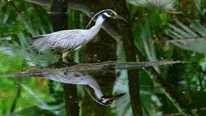 Wallpapers tagged with this tag. Yellow Crowned Swamp Bird In Search For Food Lake Martin Louisiana Hd Wallpaper For Desktop 3840x2400 Wallpapers13 Com