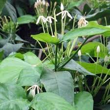 Image result for Oxyanthus pyriformis