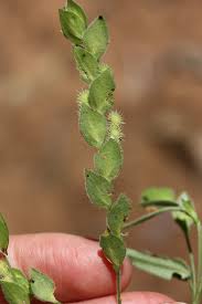 Image result for Zornia glochidiata