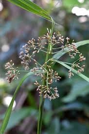 Image result for Hypolytrum