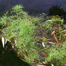 Image result for Ceratopteris thalictroides