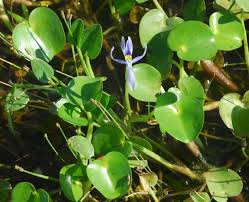 Image result for Heteranthera callifolia