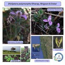 Image result for Dicliptera