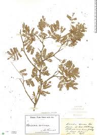 Image result for Libidibia coriaria