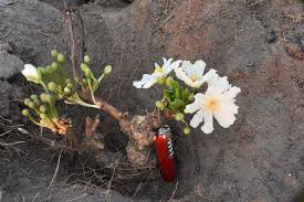 Image result for Caloncoba