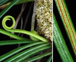 Image result for Vittaria