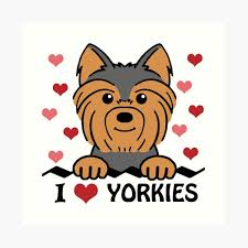 I Love Yorkies Art Print By Anitavalle Redbubble File_download shot of the new cartoon reya and the last dragon, 2021. i love yorkies art print by anitavalle redbubble