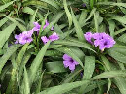 The leaves have a somewhat grassy. Dwarf Mexican Petunia Southwest Nursery Wholesale Landscaping Supplies Dallas Fort Worth