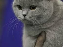 Ucretsiz British Shorthair