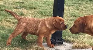 These puppies are a gorgeous fox red lab color phase with excellent hunting. Lab Puppies For Sale Mn Petfinder