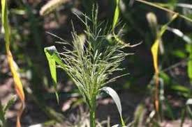 Image result for Panicum monticola