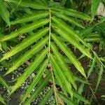 Image result for Aframomum spiroligulatum