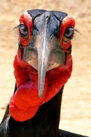 El Calao Terrestre Sureno O Meridional Macho Amazing Animal Pictures Majestic Animals Pet Birds